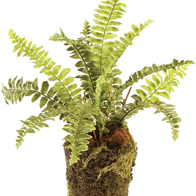 Boston Fern Drop In 9" - Gaines Jewelers