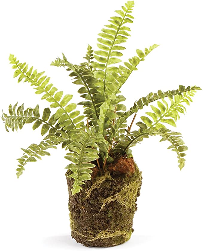 Boston Fern Drop In 9" - Gaines Jewelers