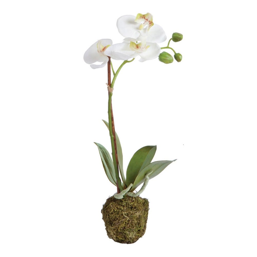 PHALAENOPSIS ORCHID DROP-IN 15" - Gaines Jewelers