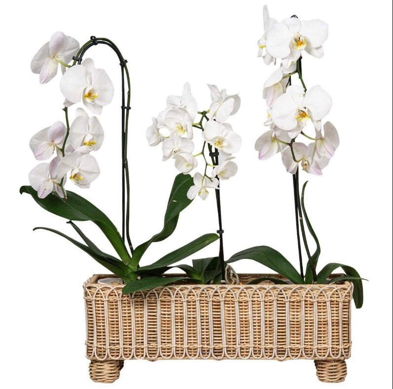 Provence Rattan 20" Rectangle Planter - Whitewash Provence Rattan - Gaines Jewelers