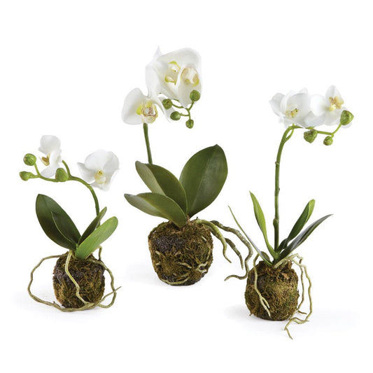 Set of 3 White Phalaenopsis Drop-In - Gaines Jewelers