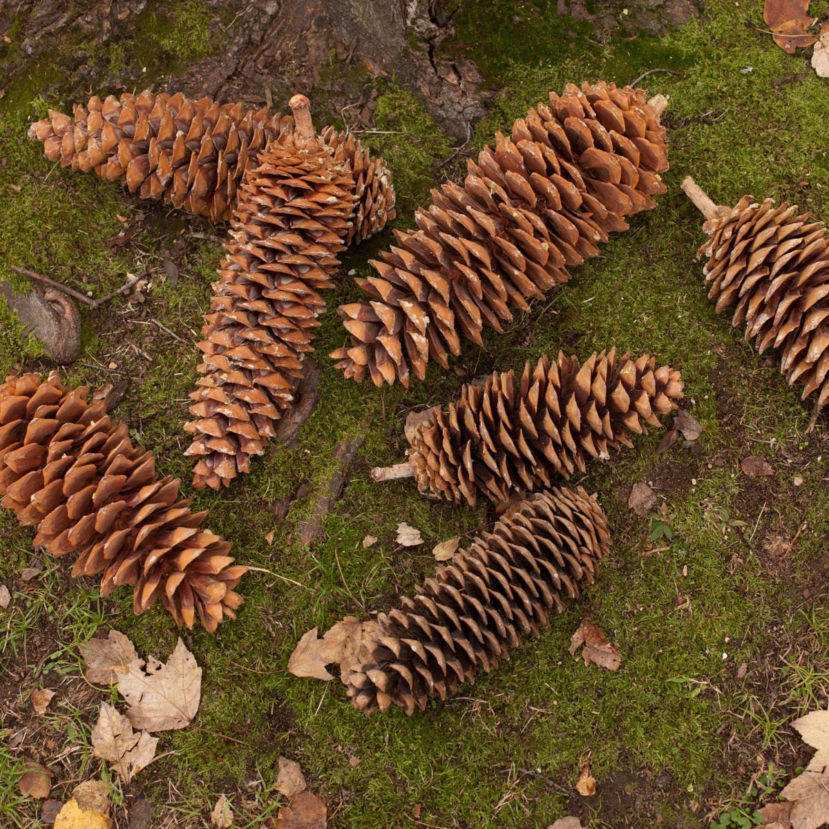 Sugar Pine Cones set/2 - Gaines Jewelers